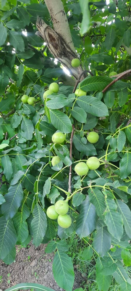 فروش نهال پیوندی و صنوبر کرال در میاندوآب